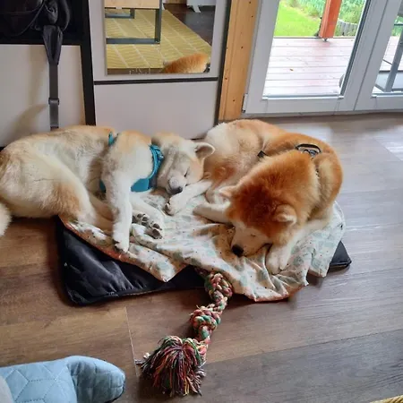 Urlopownia-domki Z Indywidulanym Ogrodzeniem-dogfriendly-duzy,zielony Teren Gąski