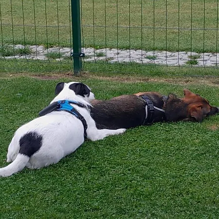 Urlopownia-domki Z Indywidulanym Ogrodzeniem-dogfriendly-duzy,zielony Teren *